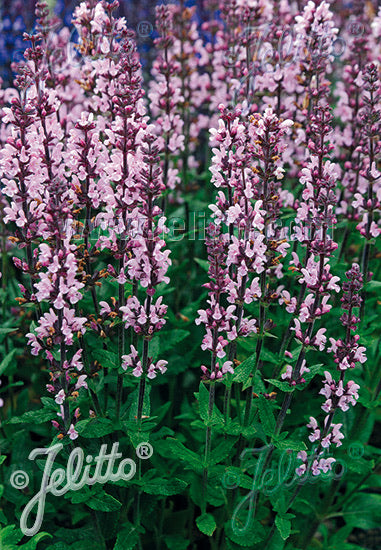 Salvia x superba Merleau Rose - Champion Plants