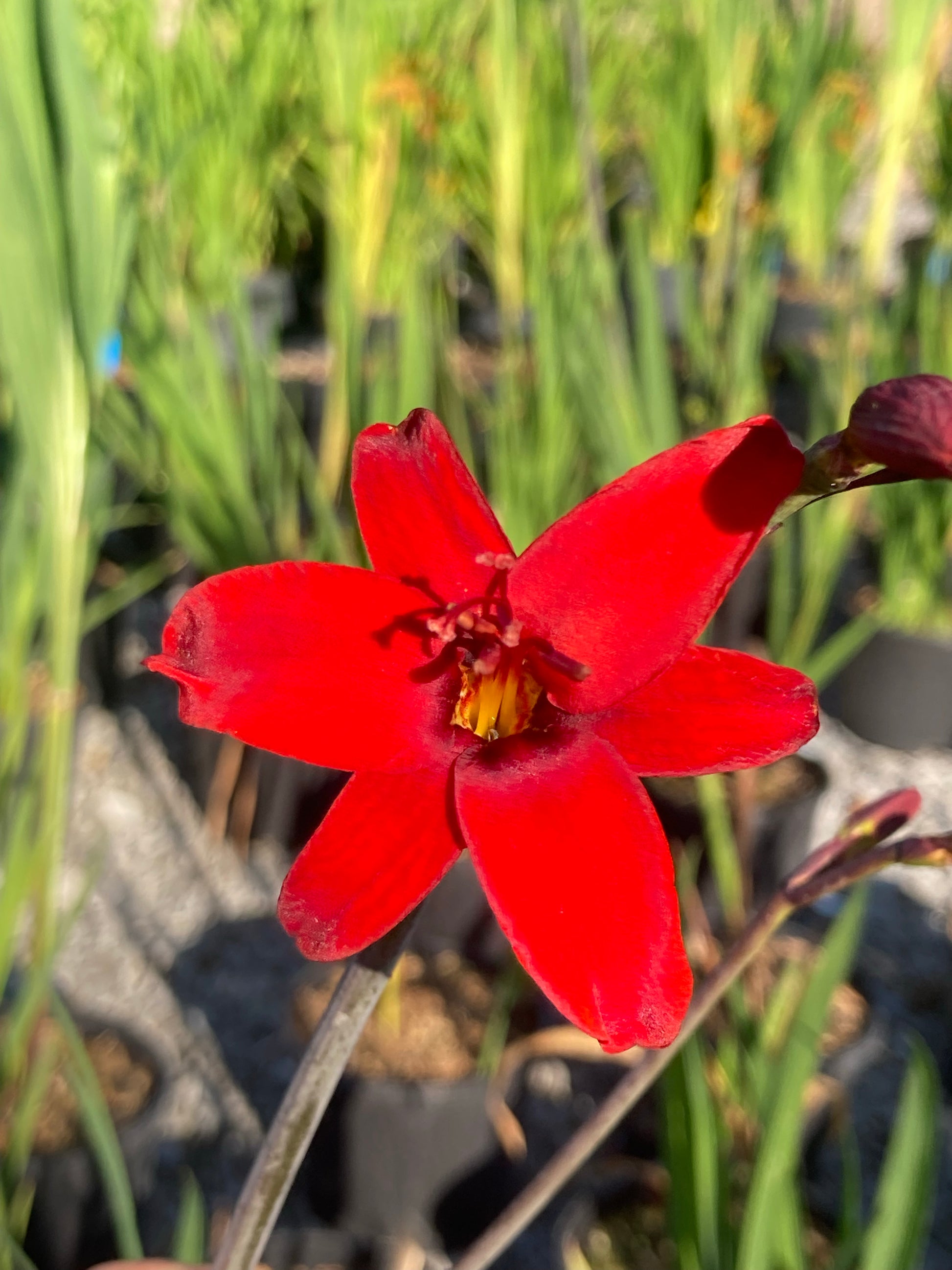 Crocosmia Hellfire - Champion Plants