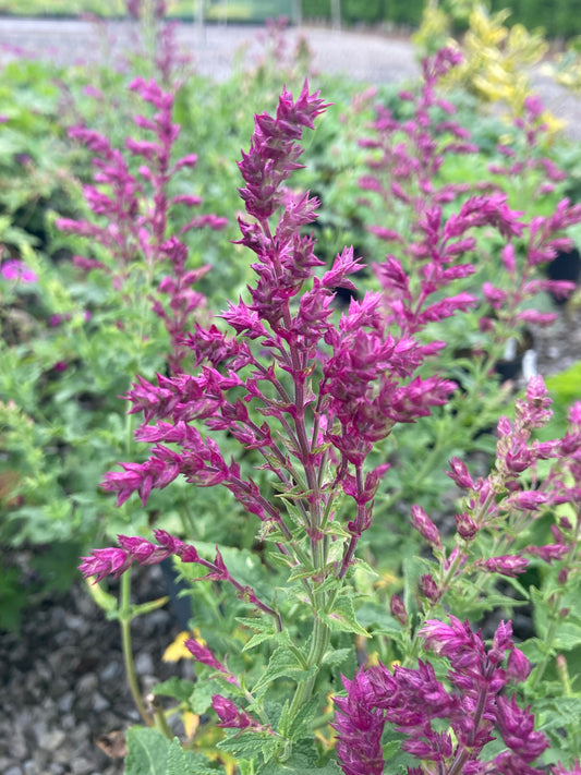 Salvia nemorosa Schwellenburg - Champion Plants