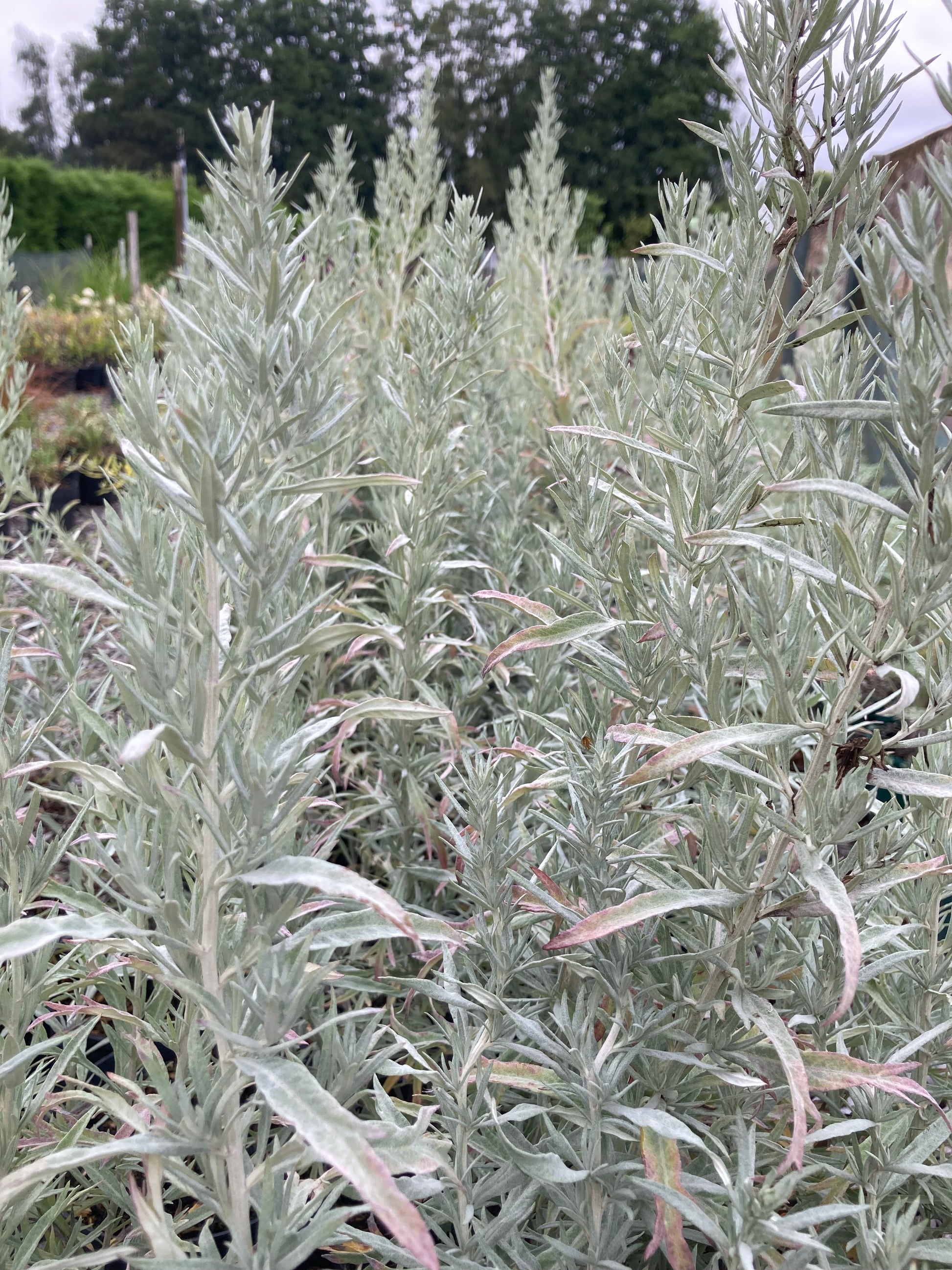 Artemisia Silver Queen - Champion Plants