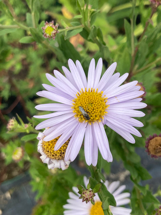 Kalimeris incisa 'Madiva' - Champion Plants