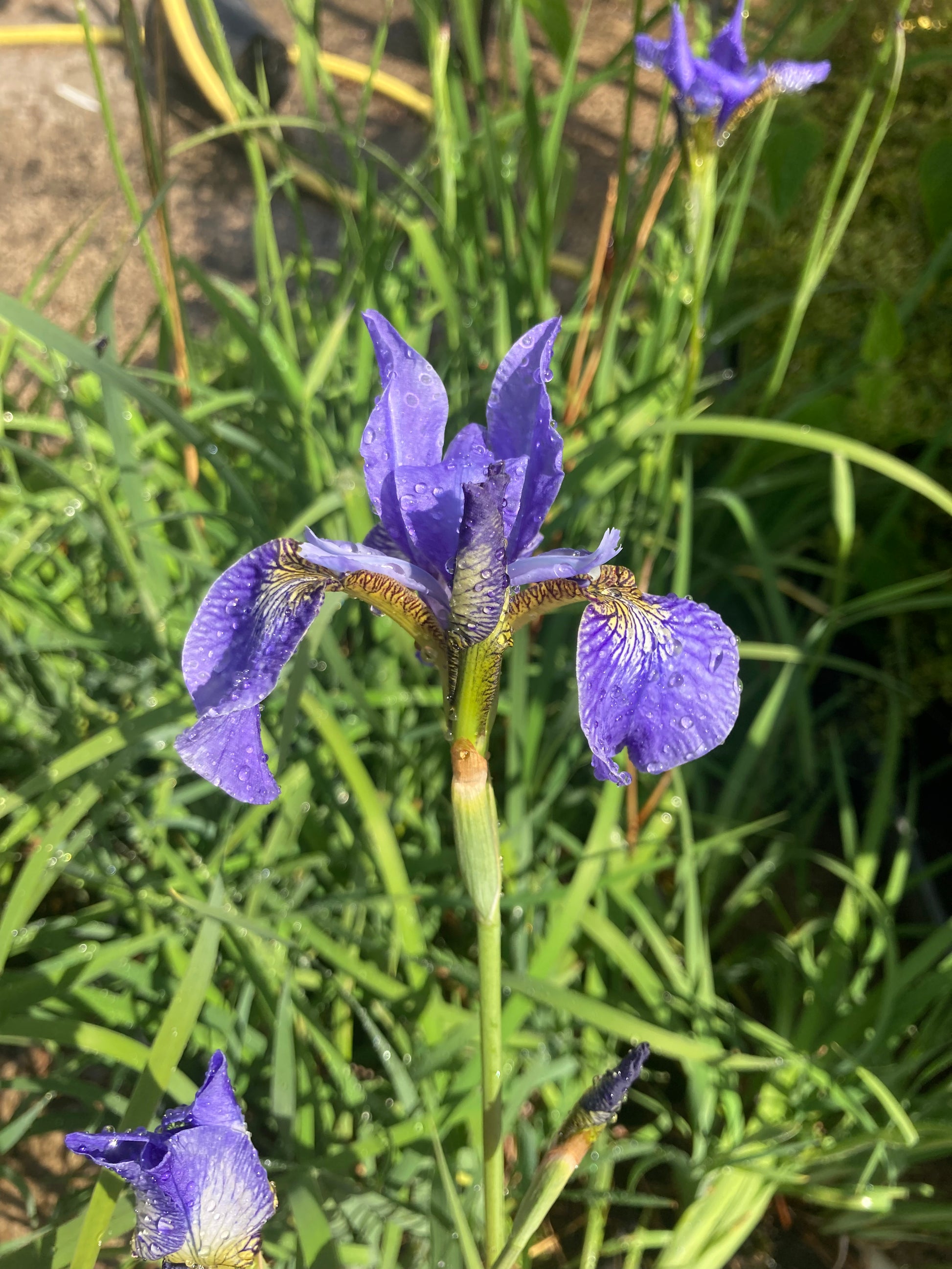 Iris sibirica Papillon - Champion Plants