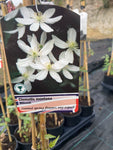 Clematis montana Wilsonii - Champion Plants