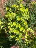 Euphorbia characias subsp. Margery Fish (Lambrook Gold)