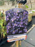 Clematis Jackmanii Superba - Champion Plants