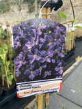 Clematis Jackmanii Superba - Champion Plants