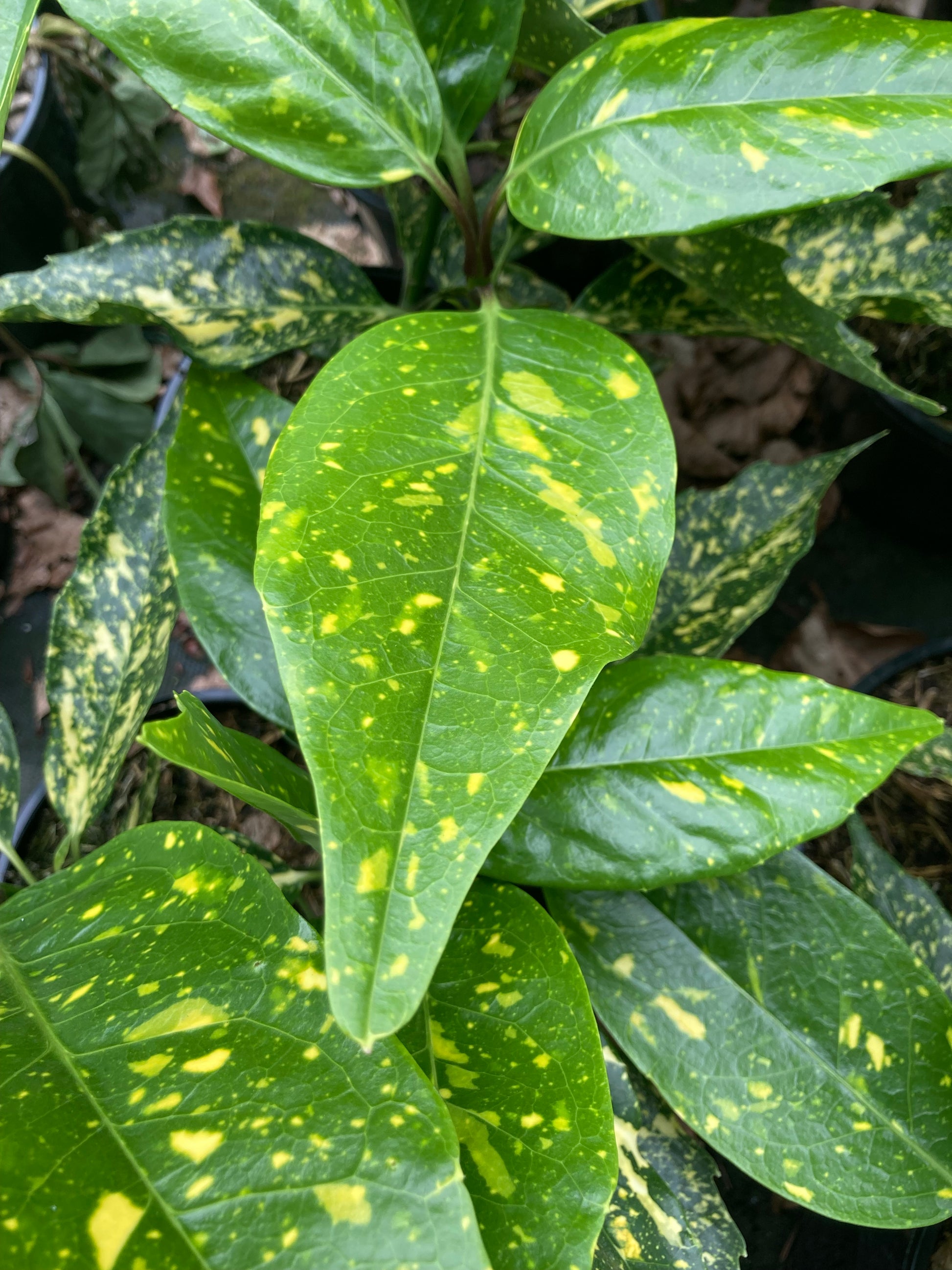Aucuba Picturata - Champion Plants