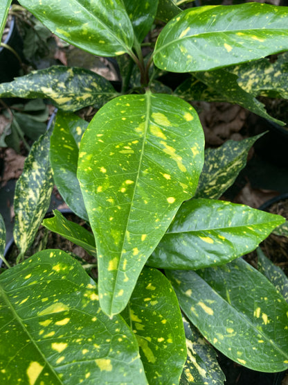 Aucuba Picturata - Champion Plants