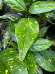 Aucuba Picturata - Champion Plants