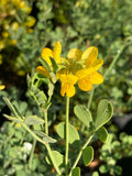 Coronilla glauca - Champion Plants