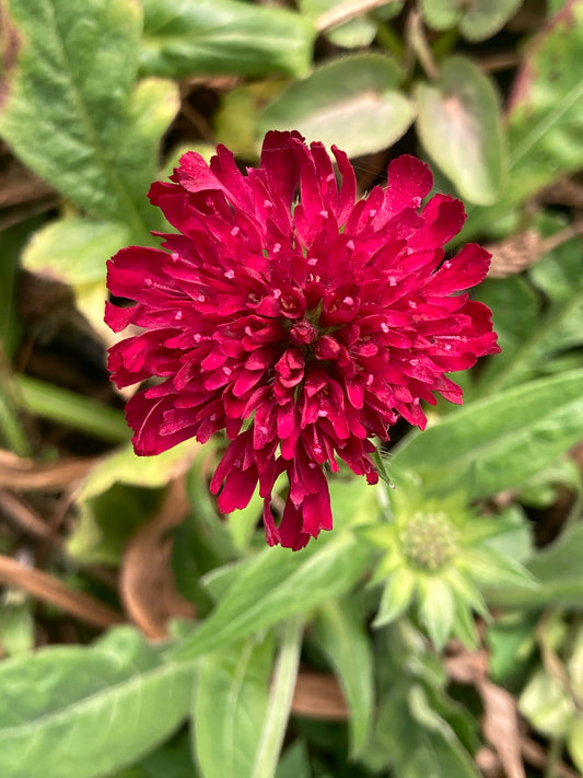 Knautia macedonica 'Red Knight' - Champion Plants