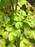 Aquilegia vulgaris Golden Guiness - Champion Plants