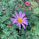Chrysanthemum Clara Curtis - Champion Plants