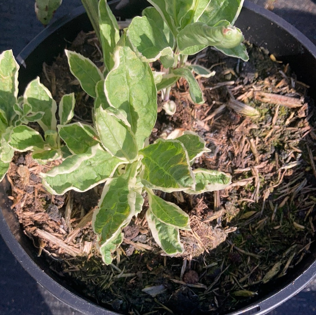 Physostegia Variegata - Champion Plants