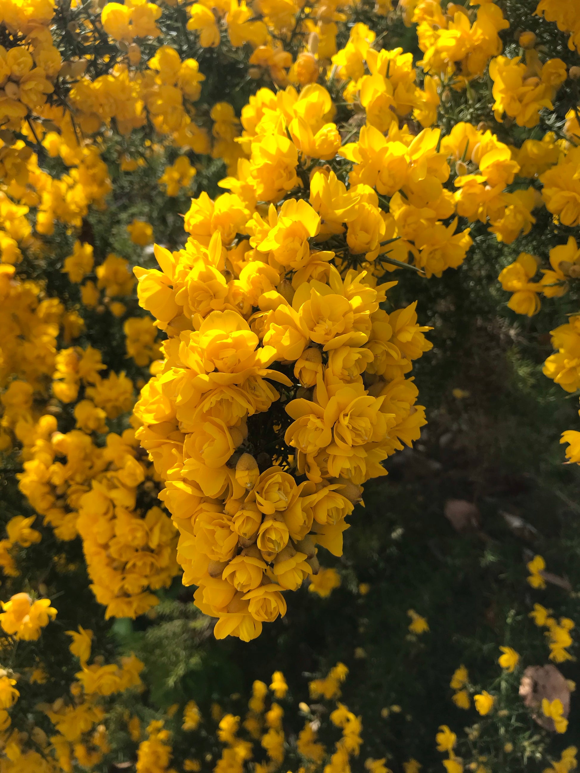 Ulex europaeus Flore Pleno - Champion Plants