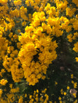 Ulex europaeus Flore Pleno - Champion Plants