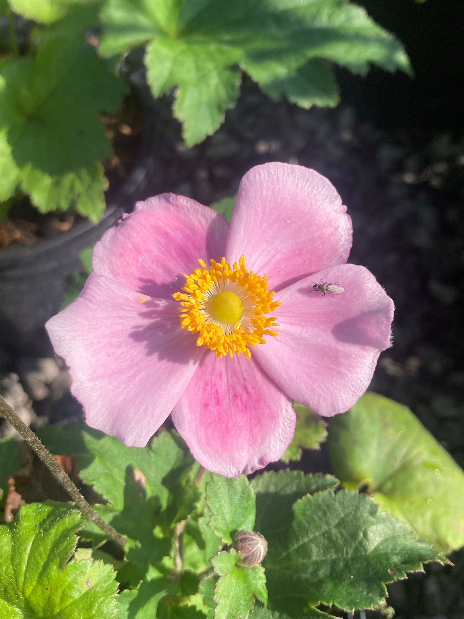 Anemone hupehensis 'September Charm' - AGM - Champion Plants