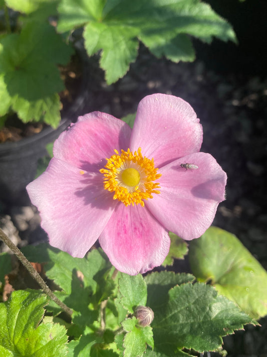 Anemone hupehensis 'September Charm' - AGM - Champion Plants