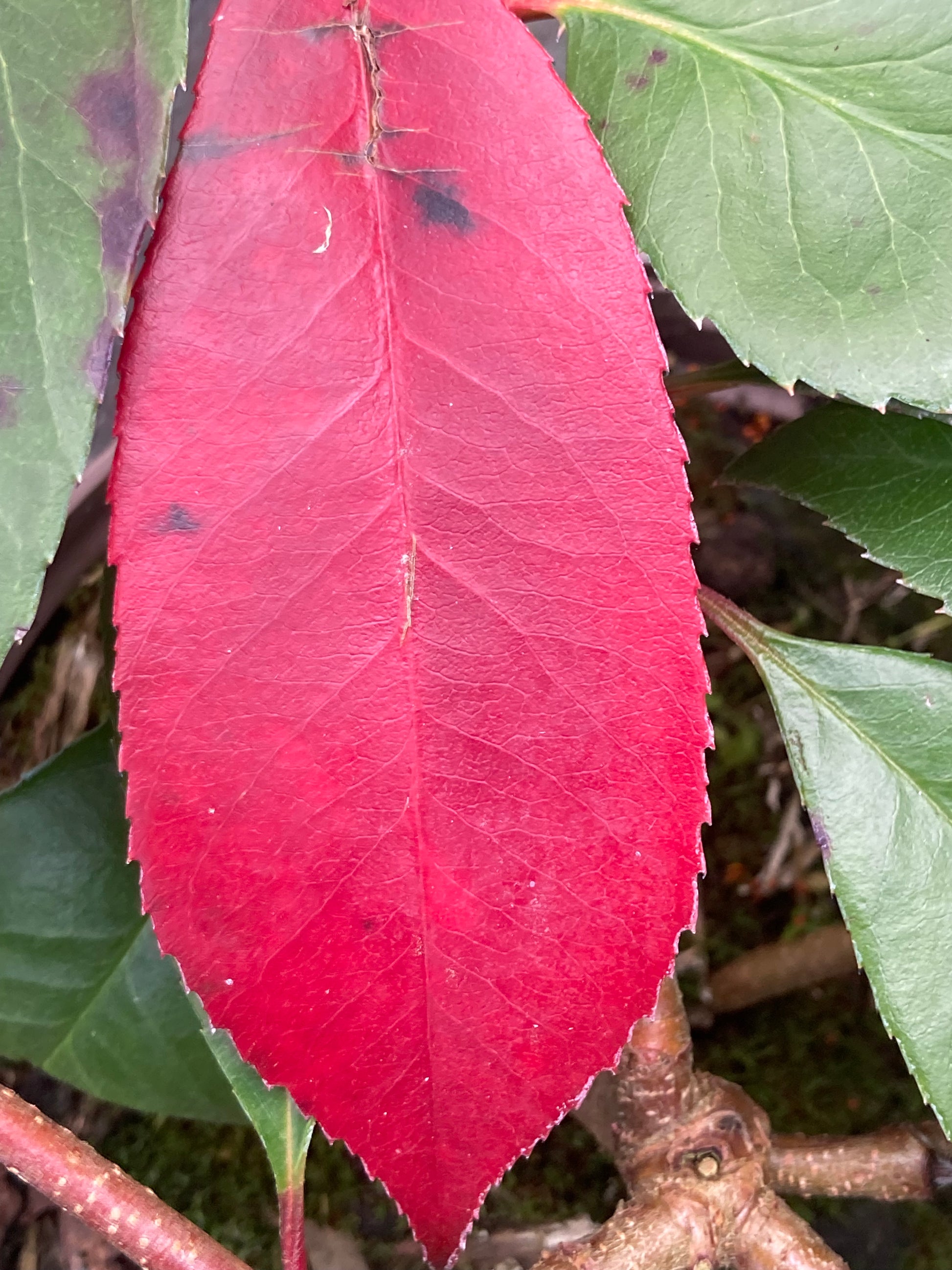 Photinia Red Robin - Champion Plants
