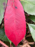 Photinia Red Robin
