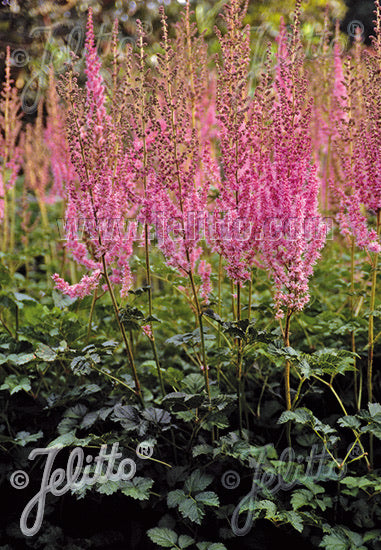 Astilbe chinensis var. taquetii - Champion Plants