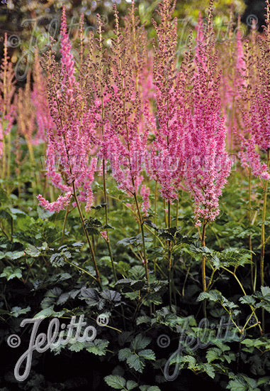 Astilbe taquetii Hybr - Champion Plants