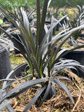 Ophiopogon planiscapus 'Nigrescens' - AGM - Champion Plants