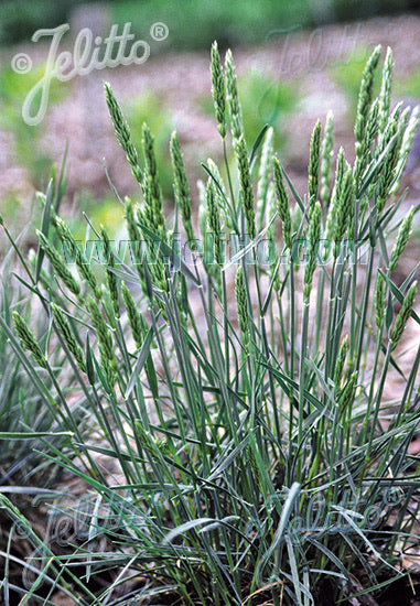 Koeleria vallesiana Mountain Breeze - Champion Plants
