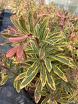 Euphorbia Ascot Rainbow - Champion Plants