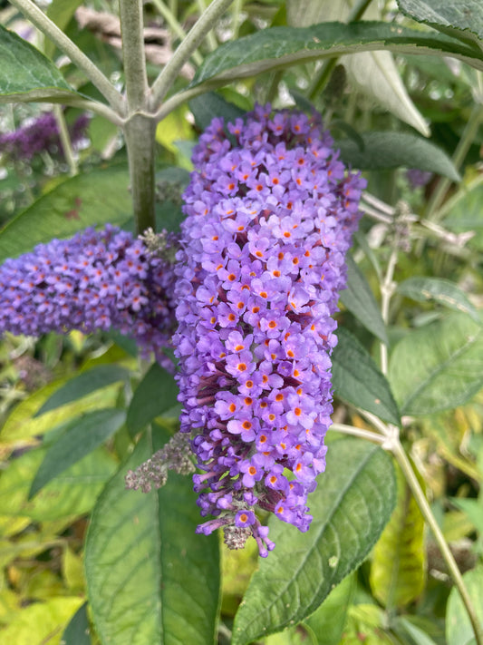 Buddleja (Buddleia) Lochinch - AGM - Champion Plants