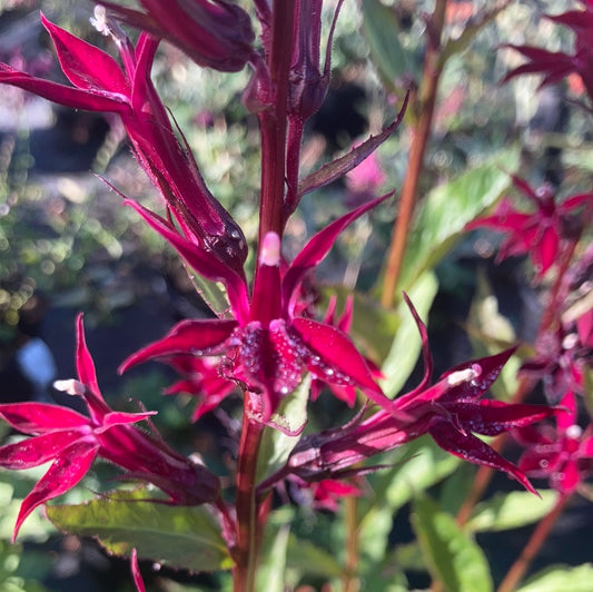 Lobelia Sparkling Ruby - Champion Plants