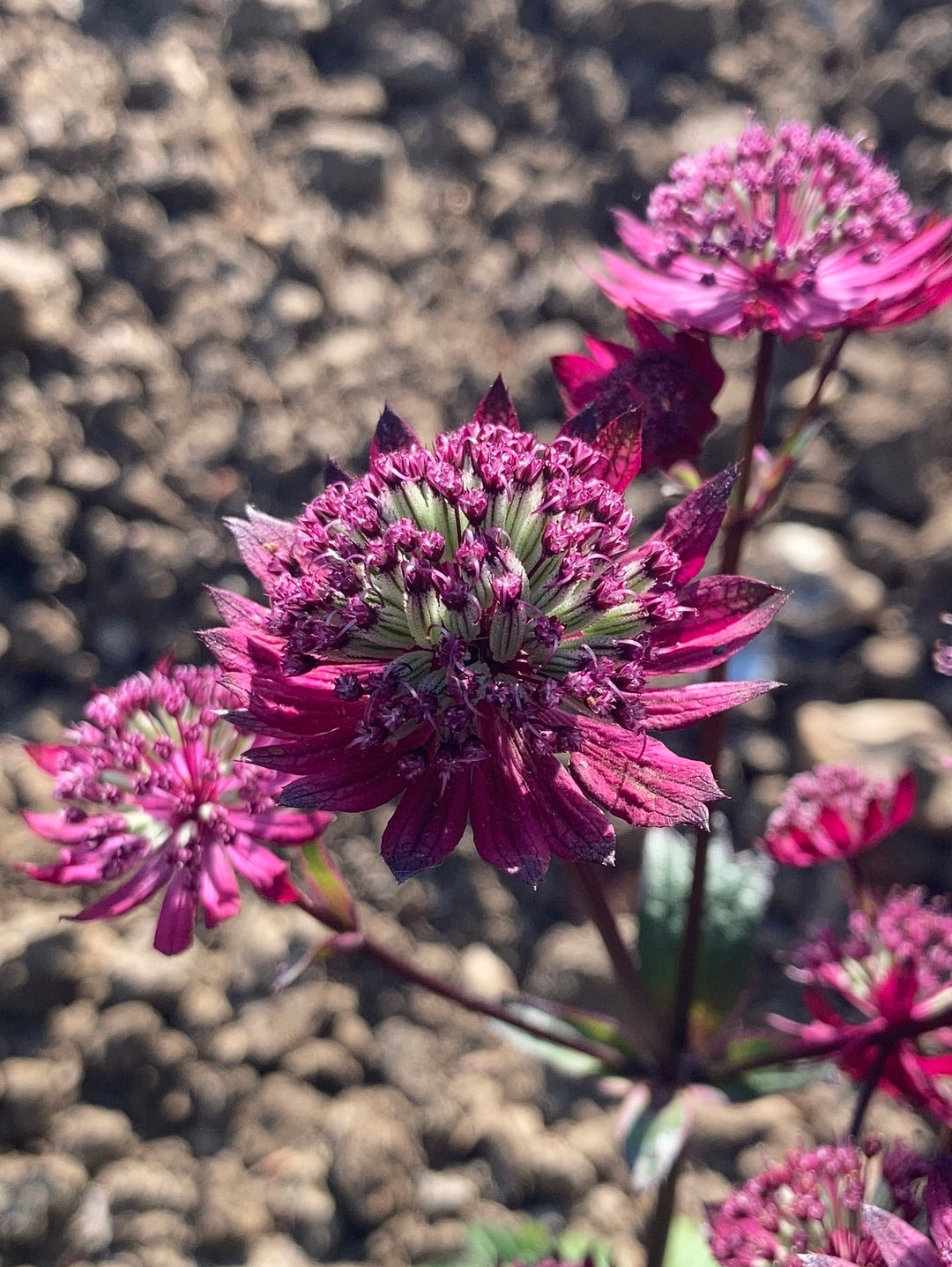 Astrantia major Gill Richardson Group - Champion Plants
