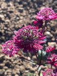 Astrantia Gill Richardson Group - Champion Plants