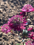 Astrantia Gill Richardson Group - Champion Plants