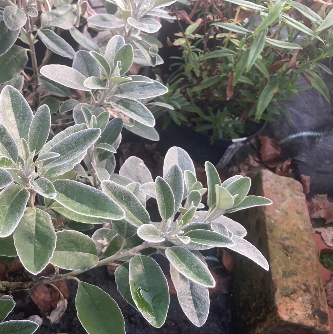 Brachyglottis Sunshine AGM - Champion Plants