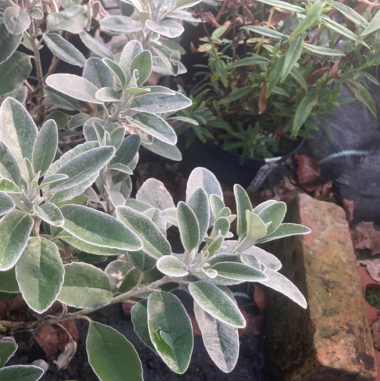 Brachyglottis Sunshine AGM - Champion Plants