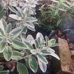 Brachyglottis Sunshine - Champion Plants