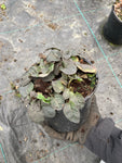 Lysimachia ciliata Firecracker - Champion Plants