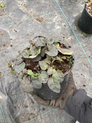 Lysimachia ciliata Firecracker - Champion Plants