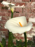 Zantedeschia aethiopica White Giant/Hercules (Arum Lily, Calla Lily) - Champion Plants