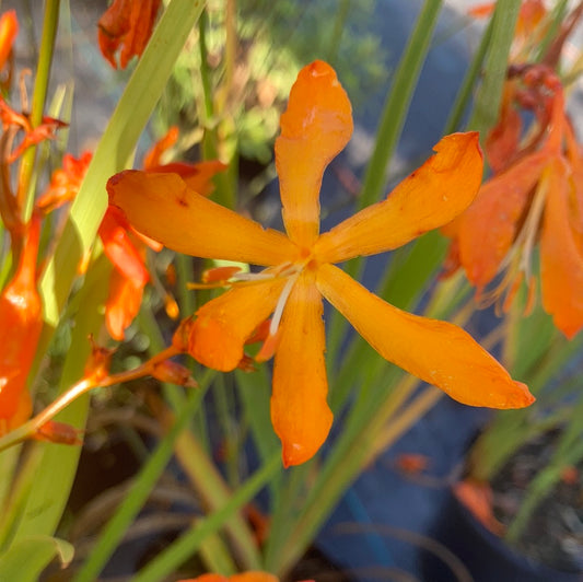 Crocosmia 'Golden Ballerina' - Champion Plants