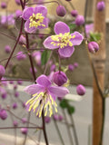 Thalictrum delavayi - Champion Plants