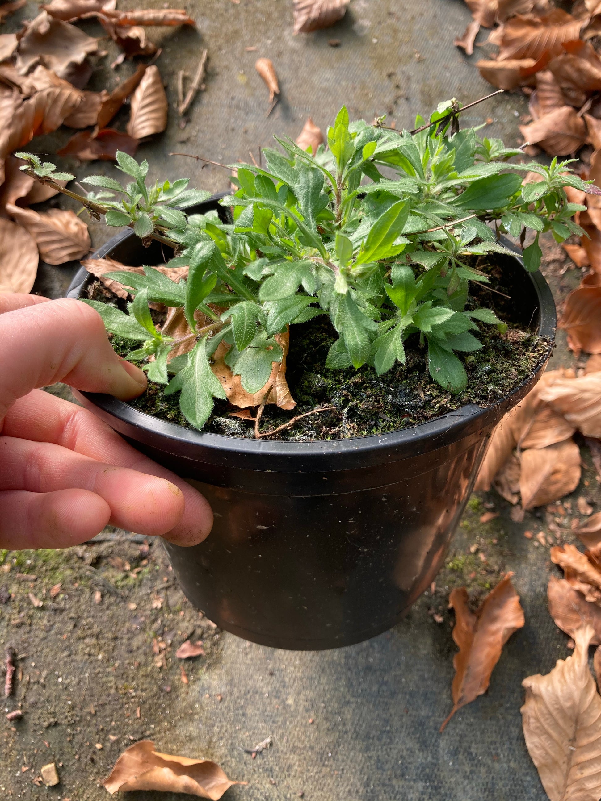 Erigeron karv. Profusion - Champion Plants