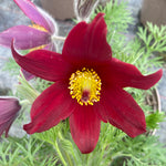 Pulsatilla vulgaris 'Red Bells'