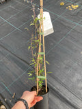 Clematis Elsa Spath - Champion Plants