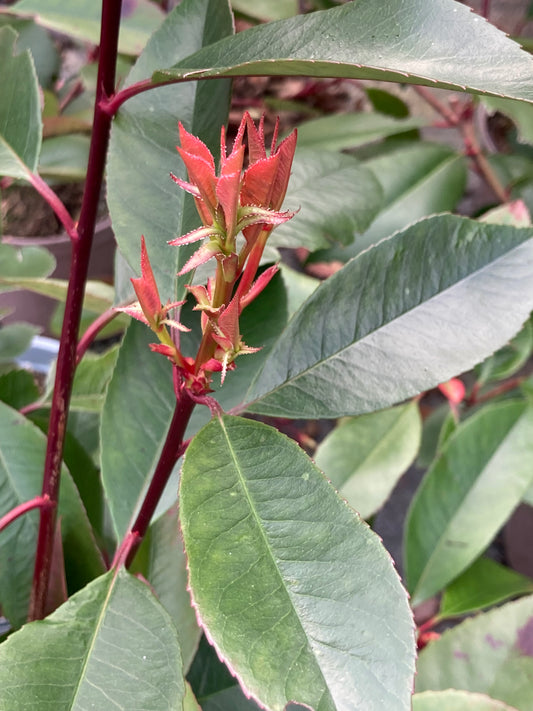 Photinia Red Robin - Champion Plants