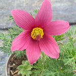 Pulsatilla vulgaris 'Rose Bells'