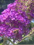 Buddleja (Buddleia) davidii Adonis Blue - Champion Plants