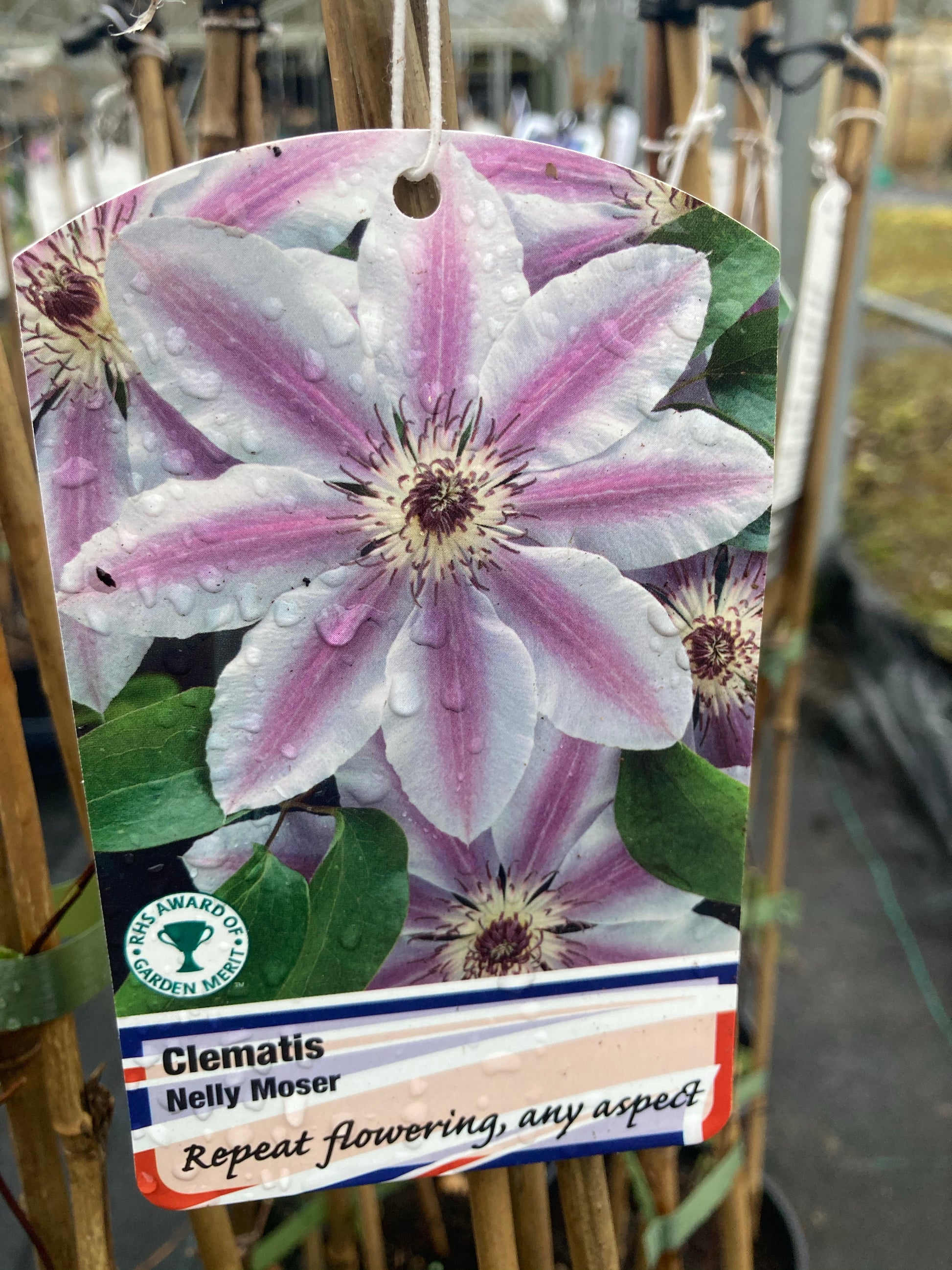 Clematis Nelly Moser - AGM - Champion Plants