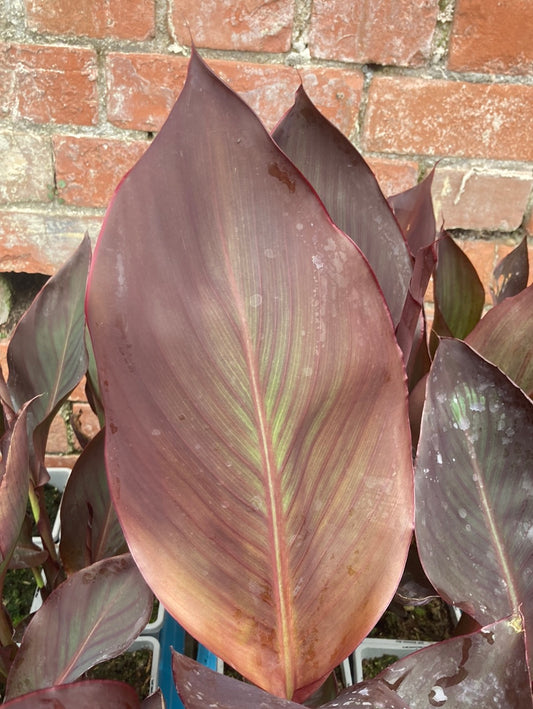 Canna Wyoming - AGM - Champion Plants